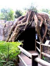 Glow Worm Caves